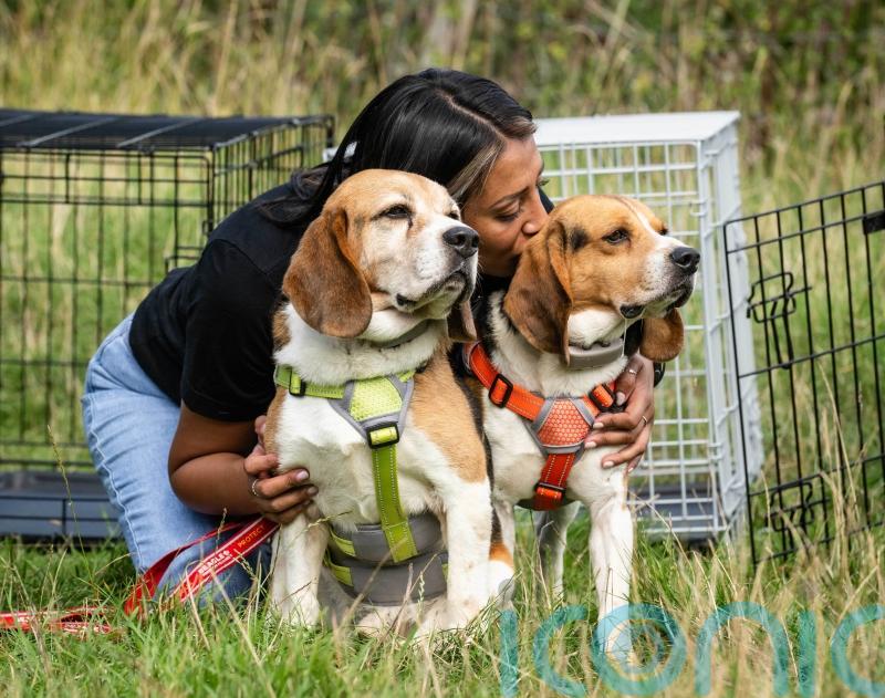Beagles held in testing laboratory for 12 years to be rehomed in UK