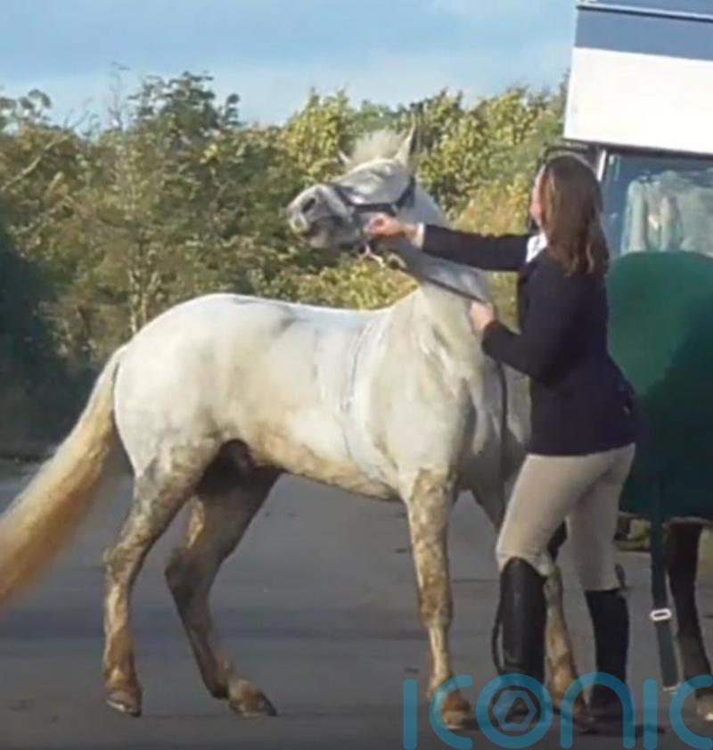Former teacher ‘chastised’ horse by smacking it multiple times, court told