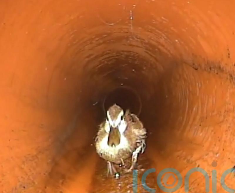 Sewer workers ‘quack’ case of the blocked pipe as duck found roaming underground