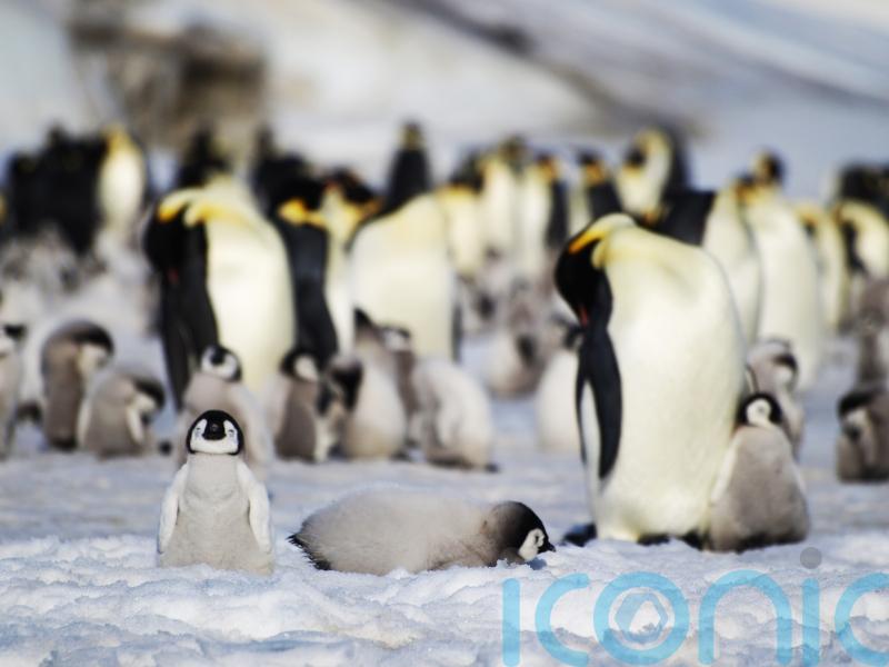 Antarctic sea ice loss causes unprecedented emperor penguin breeding failure