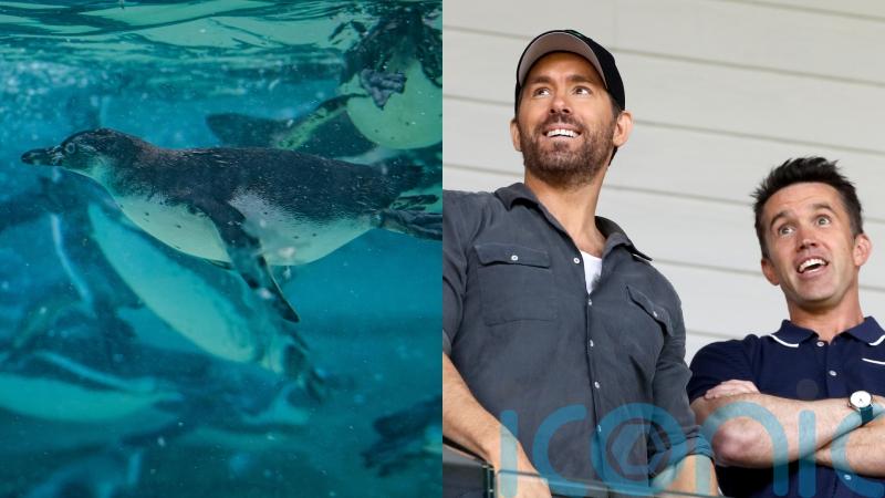 ‘Vulnerable’ penguins named after Wrexham AFC owners take first swim at zoo