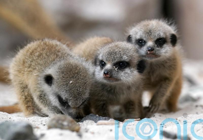 Baby meerkats explore their surroundings at safari park