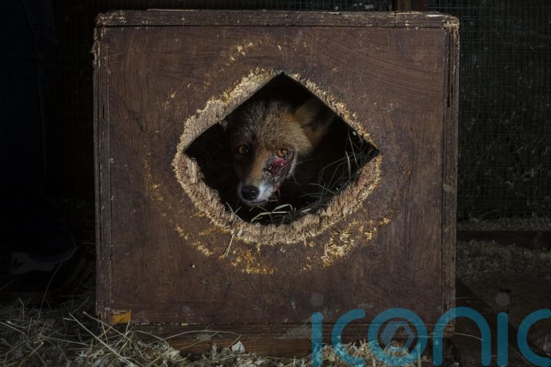 First images in Wildlife Photographer of the Year competition revealed