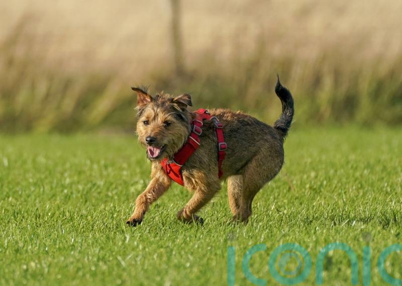 New dog theft law backed in consultation