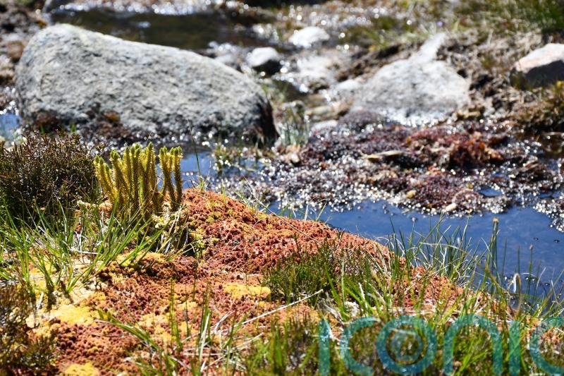 New light shed on evolution of plant kingdom, say researchers