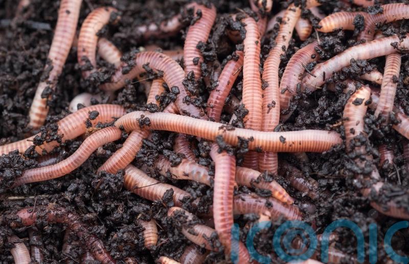 What is a wormery and how does it help gardeners?