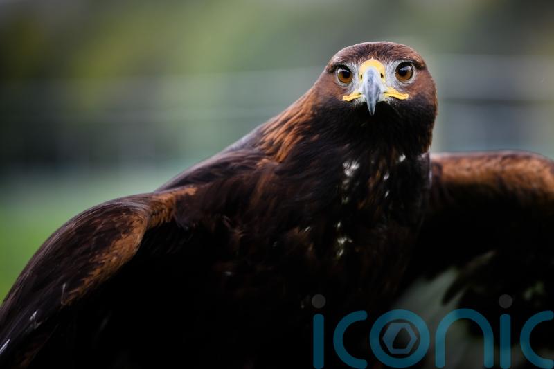 Number of golden eagles in southern Scotland soars to ‘highest in 300 years’