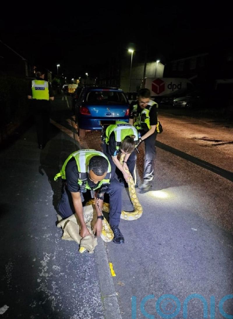 Police patrol get to grips with python after early-hours call-out