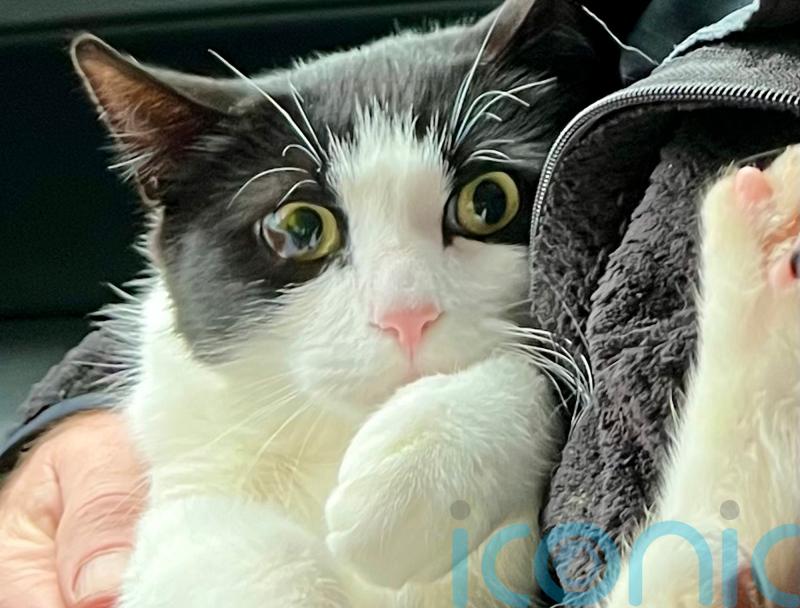 Alaska couple reunited with cat 26 days after home collapsed into swollen river