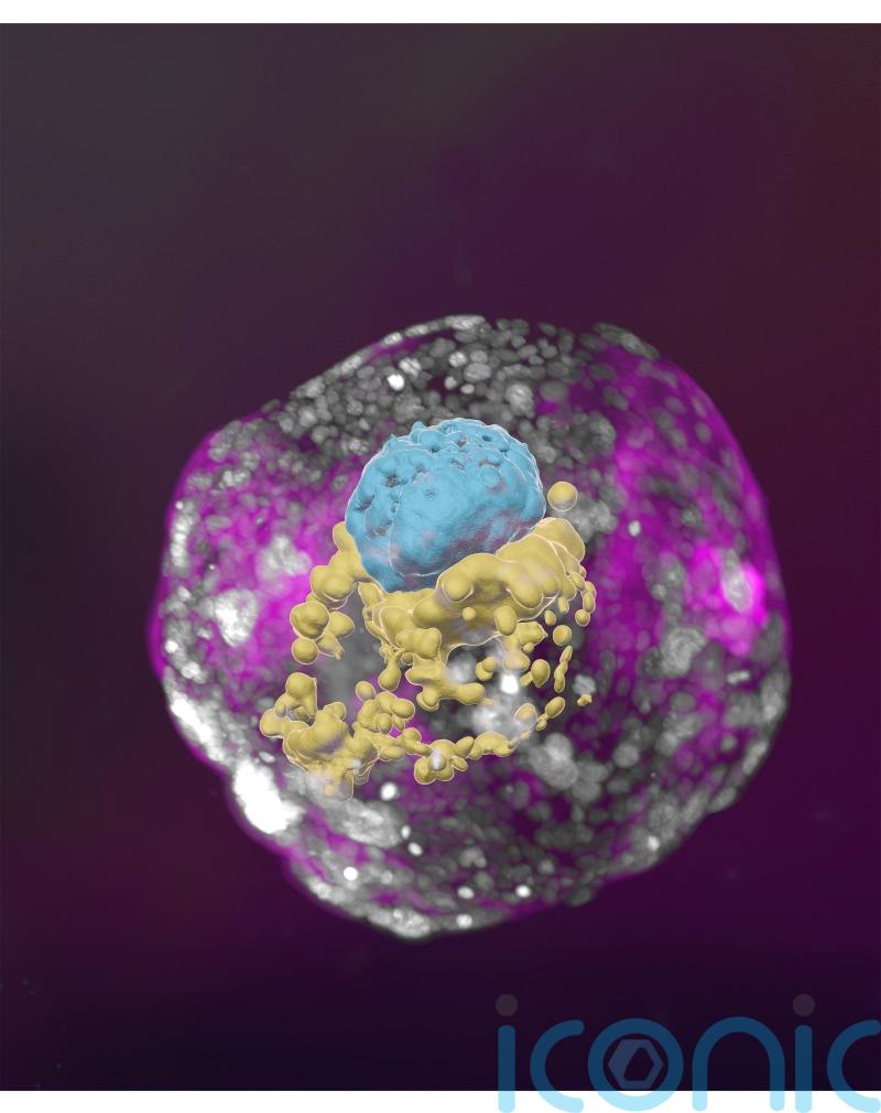 Scientists grow ‘complete’ models of human embryos in lab