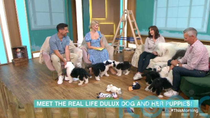 This Morning descends into chaos as Dulux puppies run rampant on set