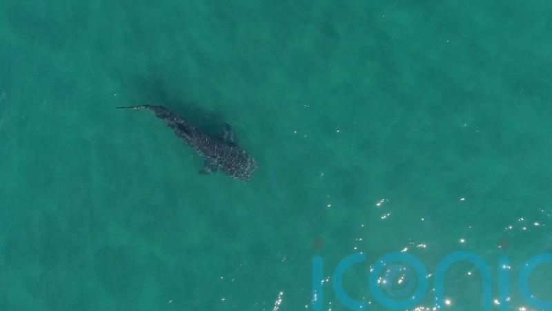 Whale sharks ‘exhibit disturbed behaviour in presence of tourist swimmers’