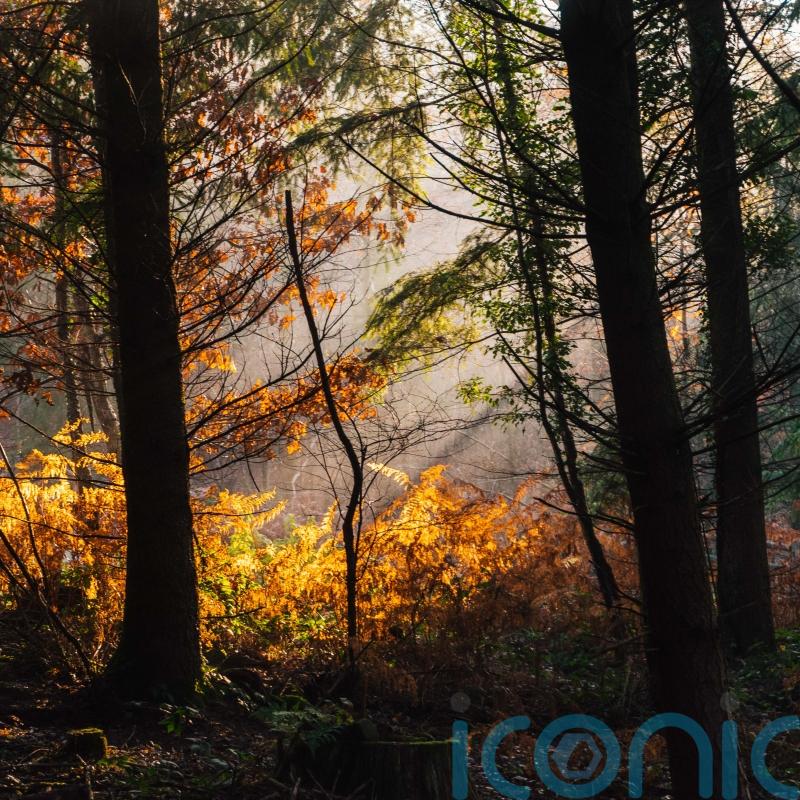 Weather patterns &lsquo;could cause more gradual change of colour&rsquo; for autumn trees