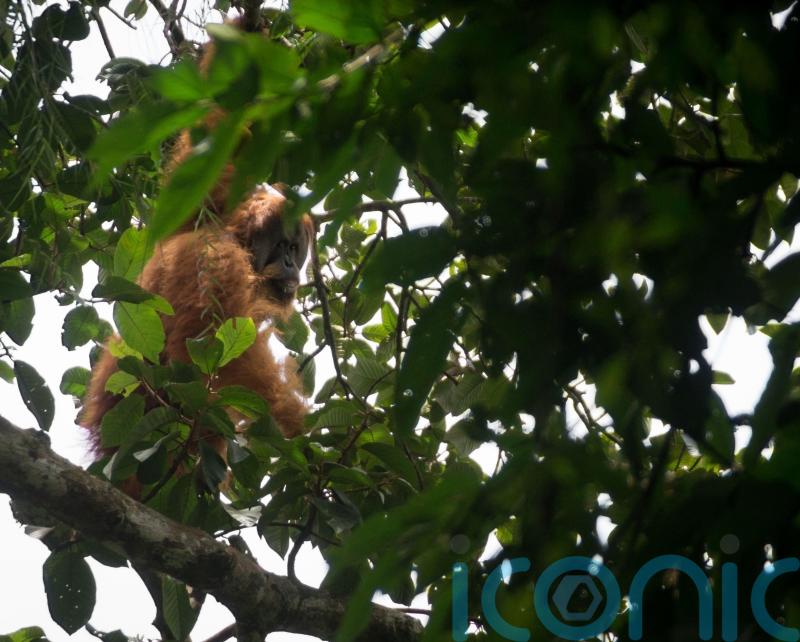 Conservationists urge Yousaf to act over Indonesian dam threat to rare orangutan