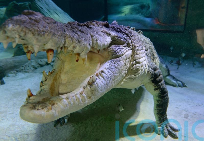 Dozens of crocodiles escape from farm after storms batter southern China