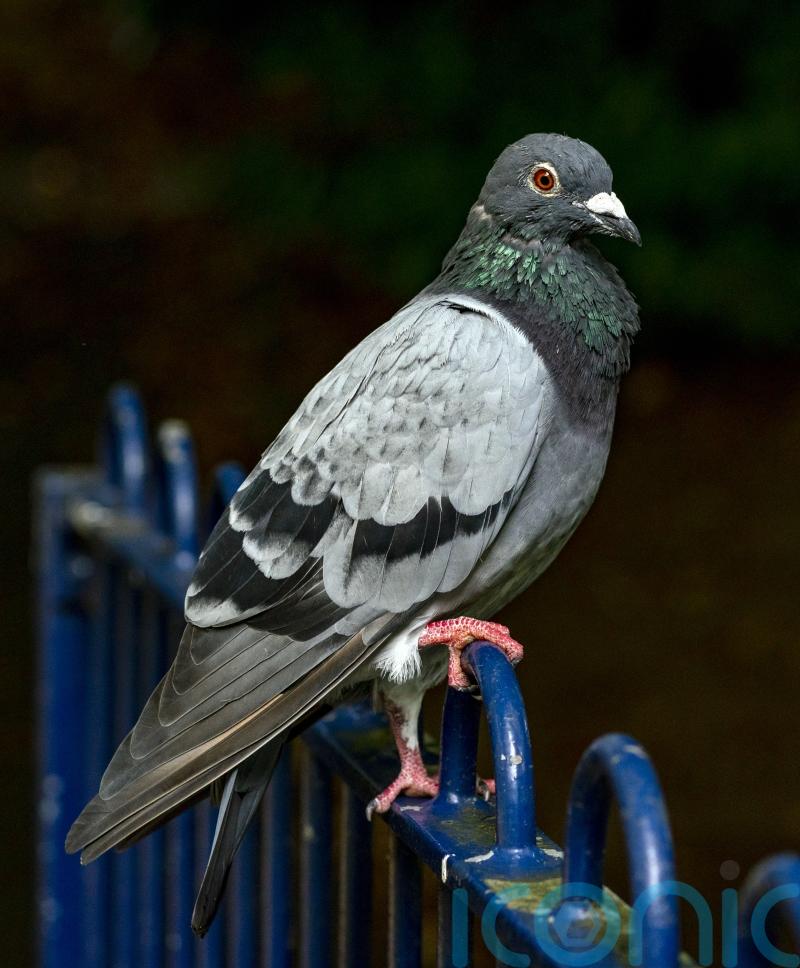 Animal welfare charity appeals for information after pigeons found tied up