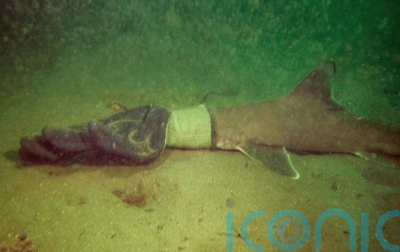 Couple on scuba diving trip rescue baby shark caught in work glove