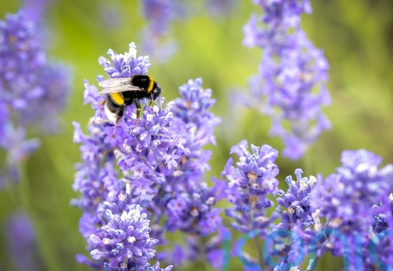 More than 75% of European bumblebee species may be threatened by 2080 – study