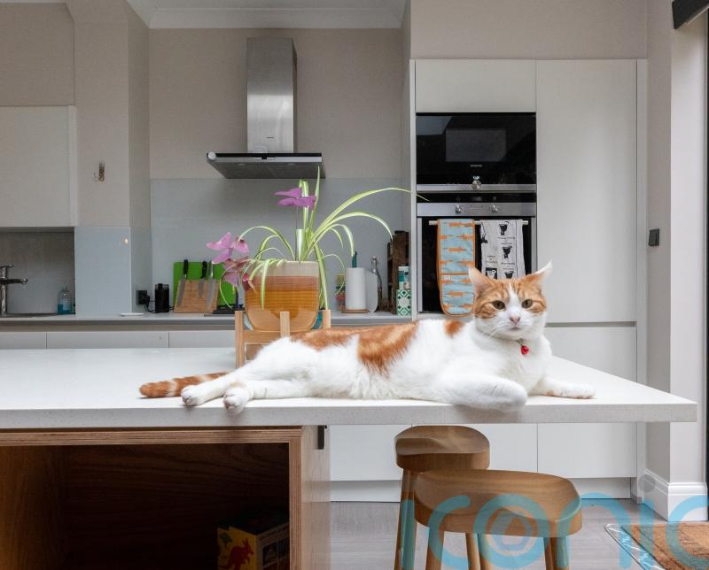 How homeowners are creating pet-specific stylish spaces
