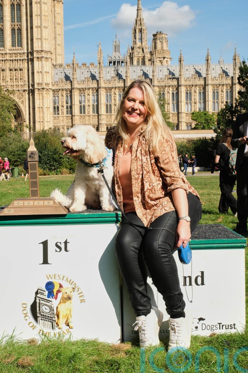Minister’s cockapoo wins Westminster Dog of the Year