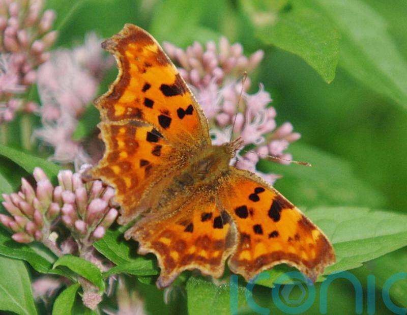 Butterfly count shows one species increased 41% after decline in recent years
