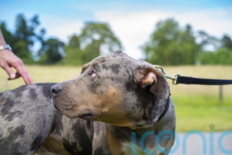 What are American XL bully dogs and what might happen if you own one?