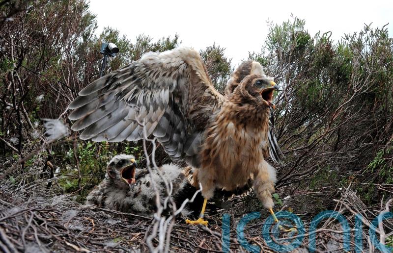 Hen harrier chick numbers grow for seventh year in a row