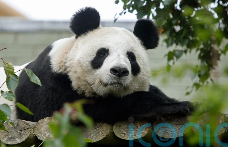 Living in zoos outside their natural environment may disrupt pandas – study