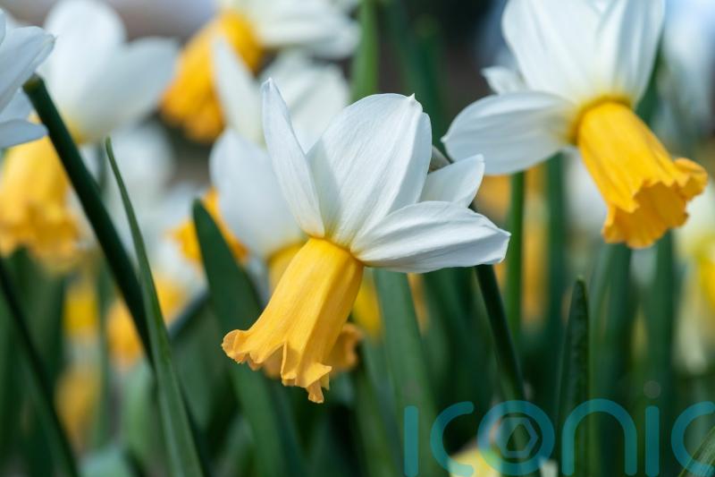 These are the best shorter daffodils to plant now for spring – according to RHS trials