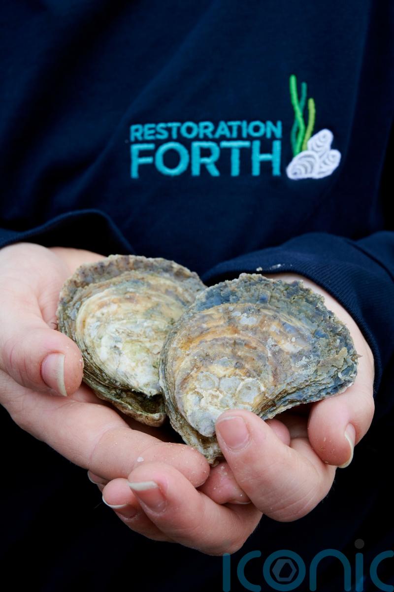 Oysters returned to Firth of Forth for first time in a century