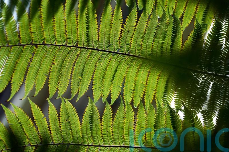 Can we give plants advance warning of dangers by ‘talking’ to them?