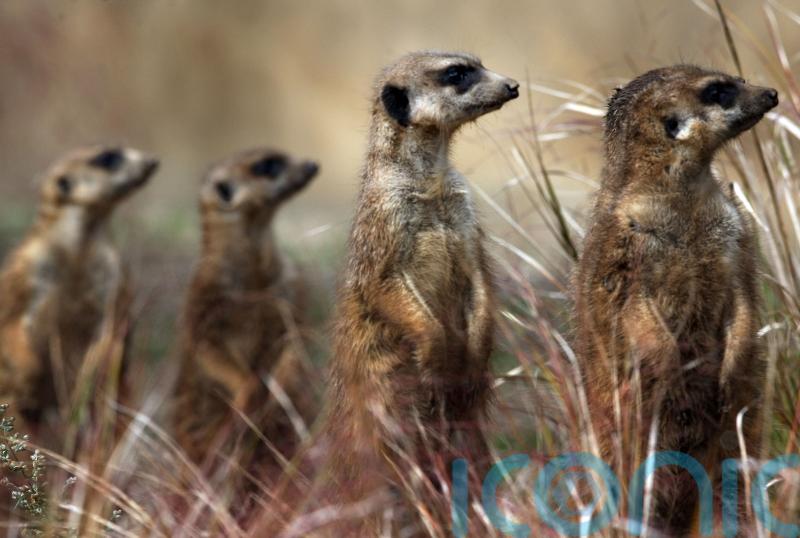 Researchers investigating whether meerkats pick up on human emotions