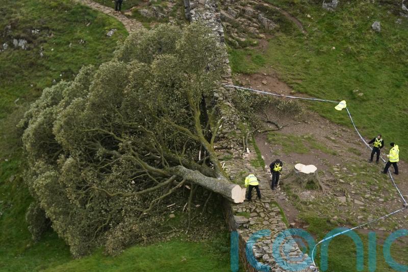 Famous Sycamore Gap tree ‘deliberately felled’ in apparent ‘act of vandalism’