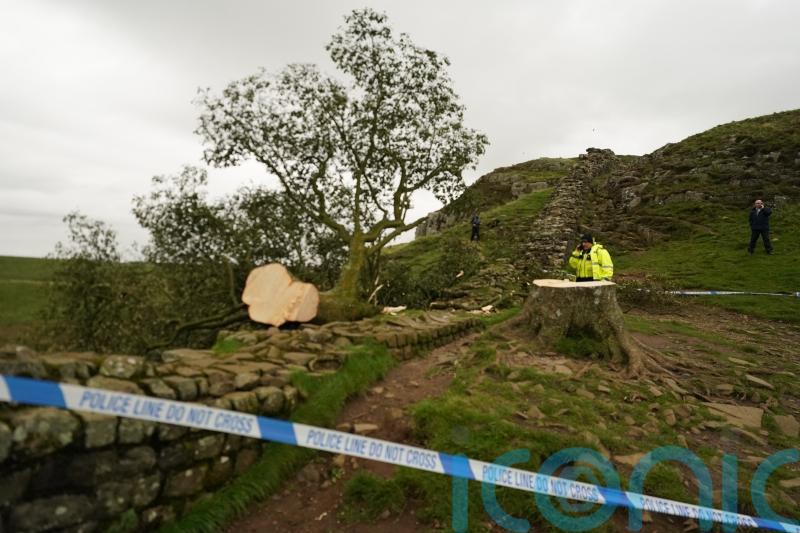 Teenage boy arrested over felling of landmark tree on Hadrian’s Wall
