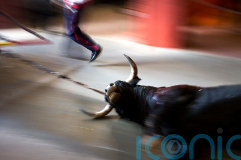 Spanish law strengthens animal rights – with exemption on bullfights
