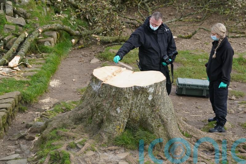 New shoots expected to grow from Sycamore Gap tree but it &lsquo;won&rsquo;t be same again&rsquo;