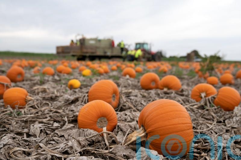 Rainy summer helped pumpkins grow larger