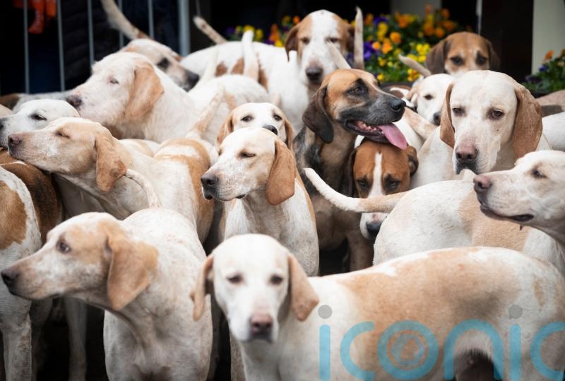 Campaigners vow fox hunting scrutiny as law comes into force