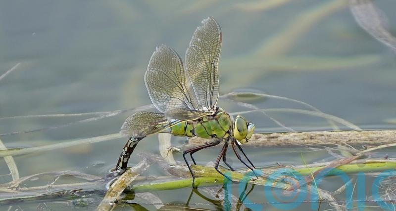 Freshwater creatures recovering despite sewage pollution, study finds