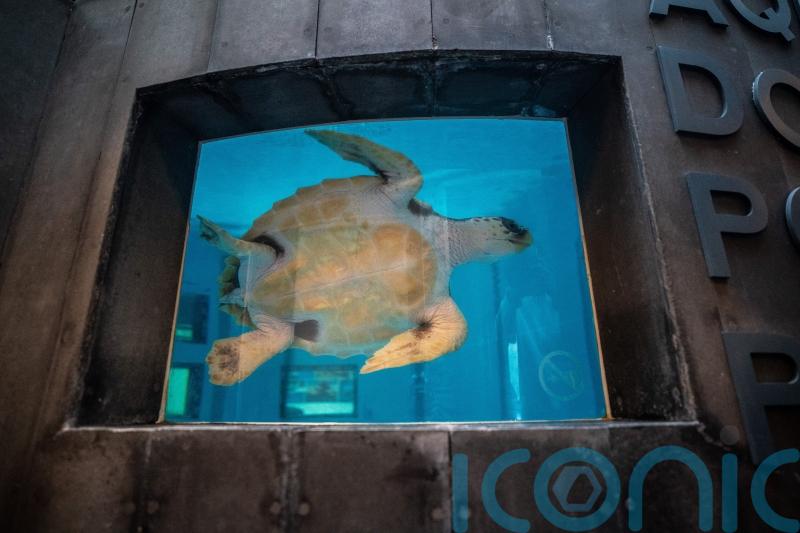 Turtle returned to wild almost two years after being found on Scottish beach