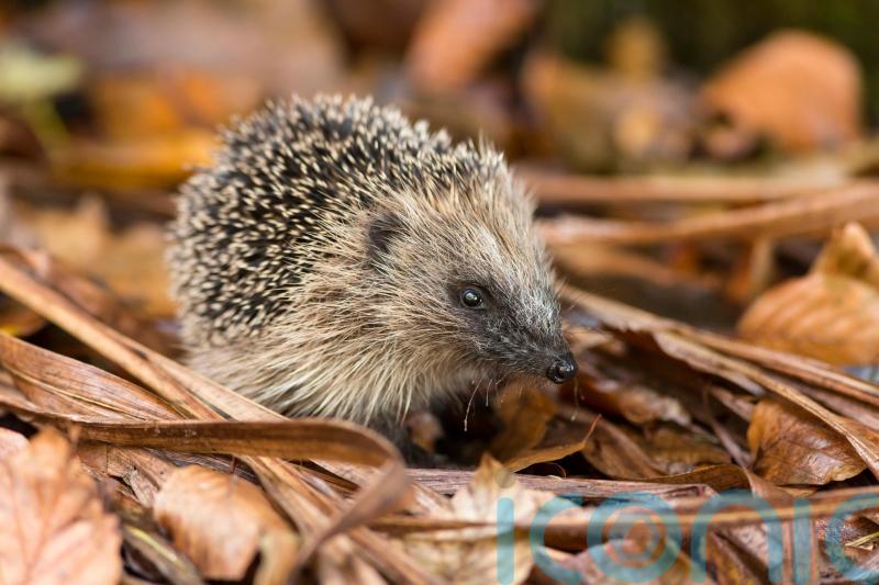 Why you shouldn’t tidy your garden too much in autumn