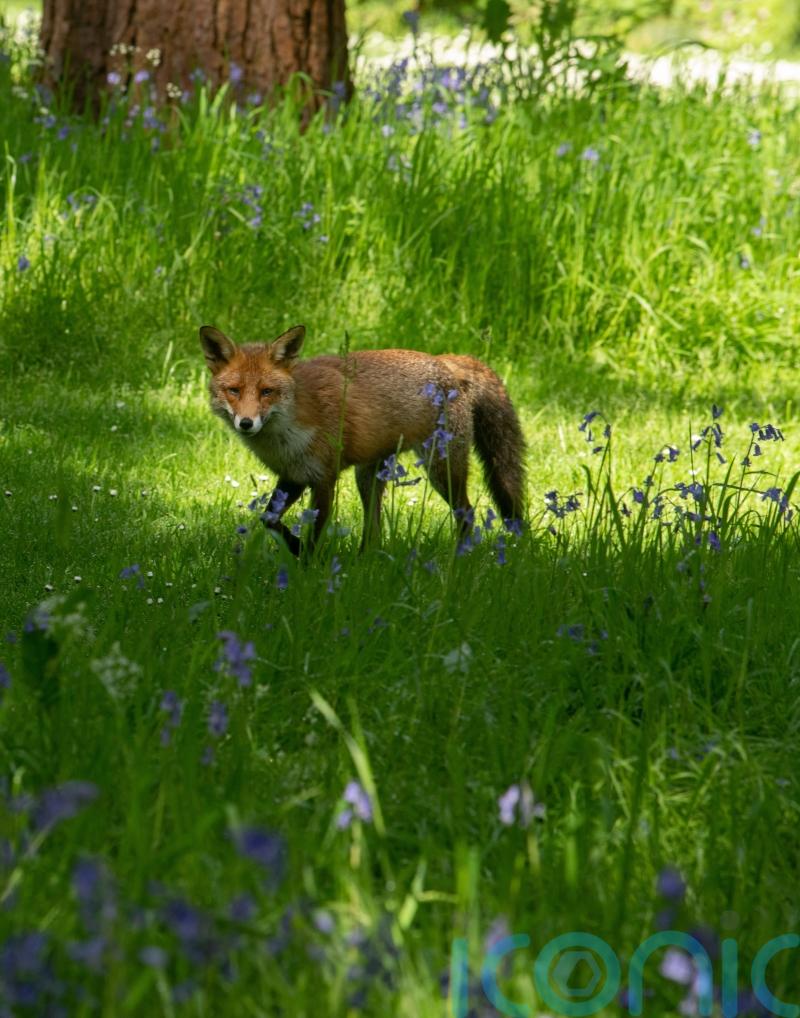 Government has no evidence to back up nature recovery claims, say campaigners