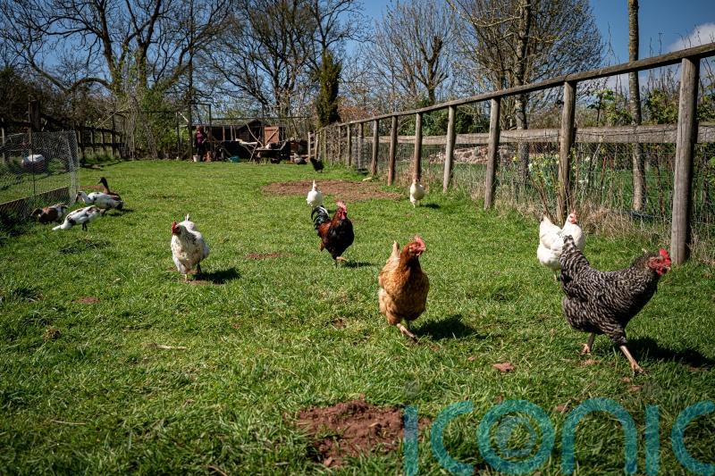 Gene-editing could change parts of chicken DNA to limit spread of bird flu