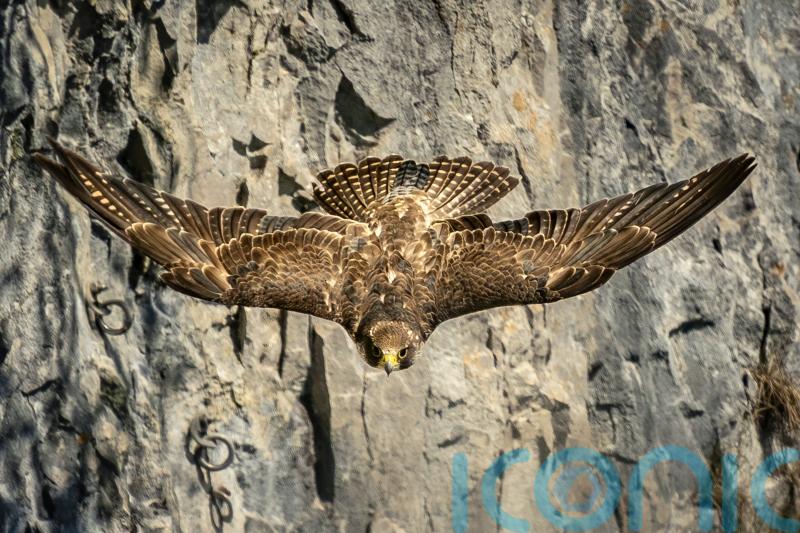 Peregrine falcons use ‘false attacks’ to tire out prey