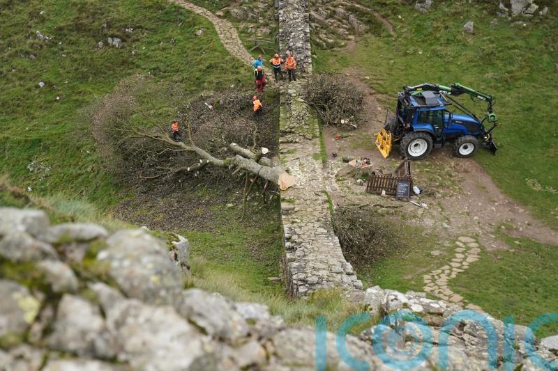 Benches and sculpture among suggestions for Sycamore Gap tree as removal starts