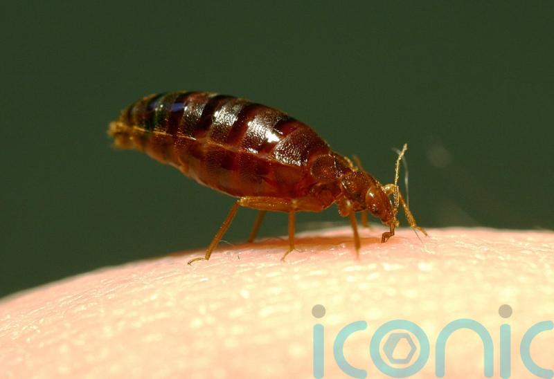 Pest control firms report being ‘inundated’ with calls about bedbugs