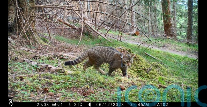 Released wildcats thriving ahead of ‘challenging’ winter