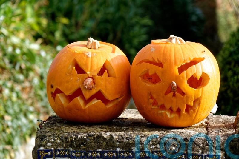 Halloween pumpkins &ndash; how to grow your own