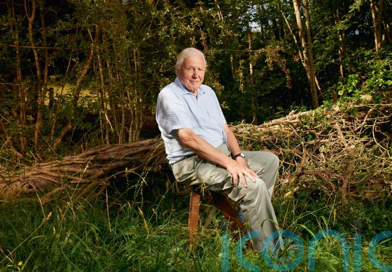 Where to see the wildlife heroes of Sir David Attenborough’s Planet Earth III