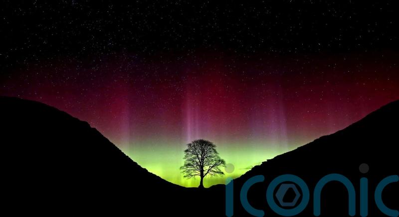 In Pictures: Solitary tree at landmark Roman ruin became famous worldwide